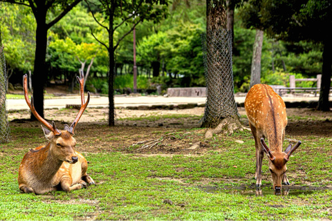 From Osaka/Kyoto: Nara Private Day Tour with Hotel Pickup Comfortable Toyota Hiace for Big Group Upto 10 persons