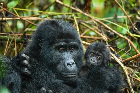 Safari de lujo de 7 días por Uganda con gorilas, chimpancés y fauna salvaje
