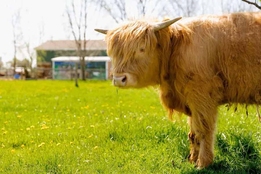 Kuschel mit Kühen in der Stadt Detroit. Foto: GetYourGuide