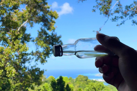 Tour privado del Santuario de Aves de RocklandDesde Montego Bay