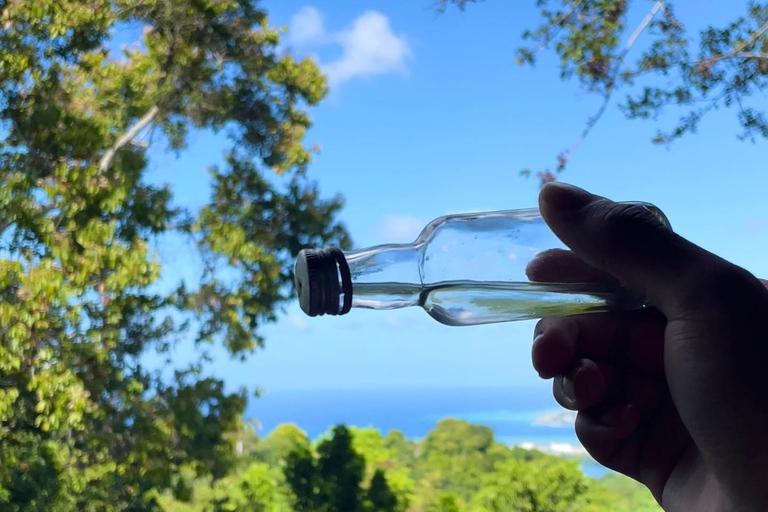 Tour privado del Santuario de Aves de RocklandDesde Montego Bay