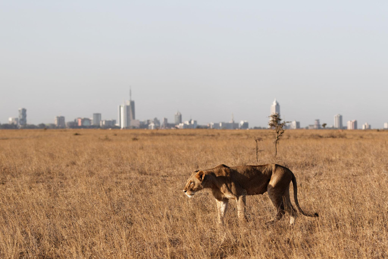 Nairobi: National Park Private Tour with Lunch at Carnivore Nairobi: National Park Private Tour without Lunch