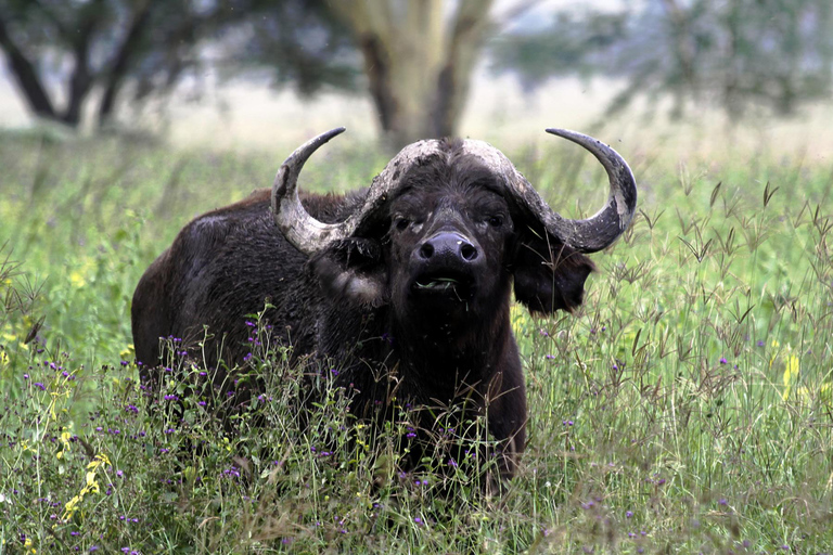Nairobi:1-Day Lake Nakuru Flamingos & Rhino Sanctuary Safari