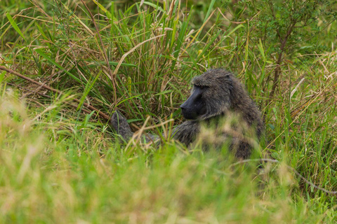 Visit Akagera national park with Passionate Guide