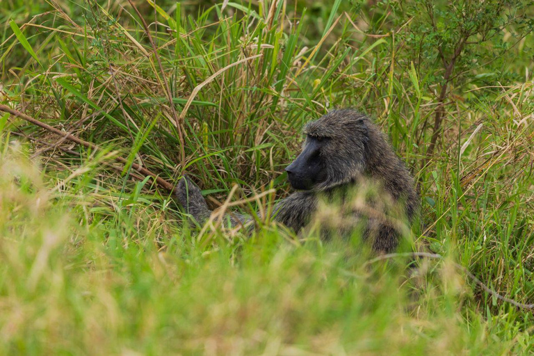 Visit Akagera national park with Passionate Guide