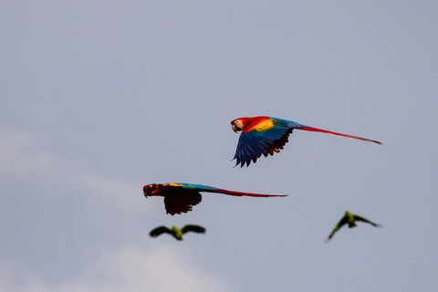 Carara National Park: Beste Tour Carara National Park - Ein Tag