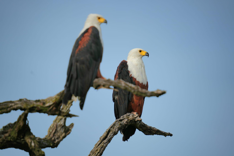Chobe National Park Express Land Safari + Pickup
