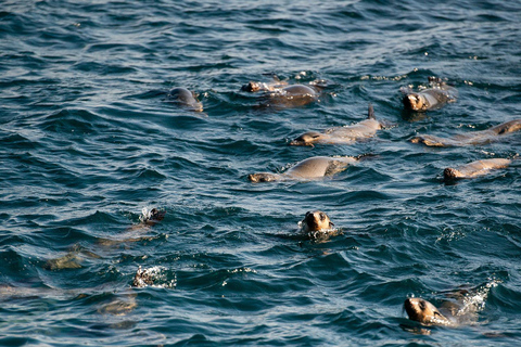 Vanuit Melbourne: Phillip Island Penguin Parade Express Tour