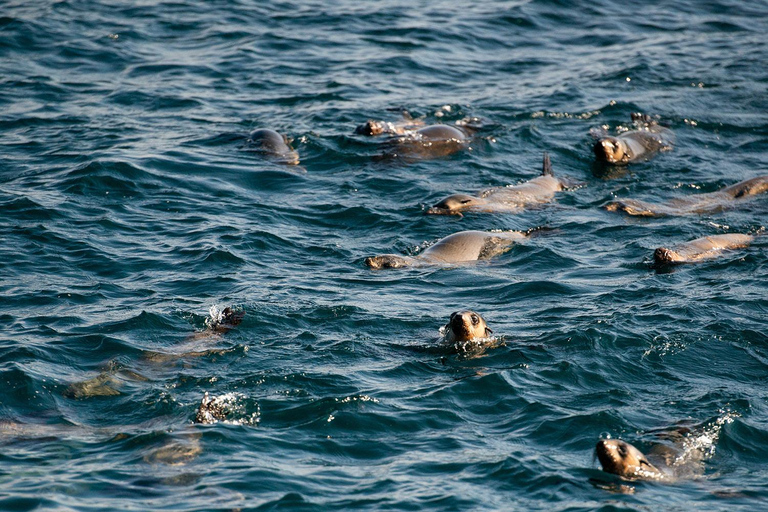 Vanuit Melbourne: Phillip Island Penguin Parade Express Tour