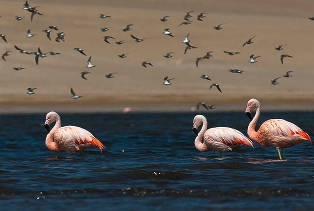 Kayak Adventure in Paracas Bay