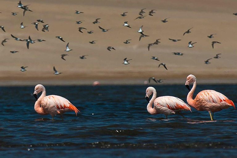 Vanuit Lima: Paracas en Huacachina dagvullende tour met ...