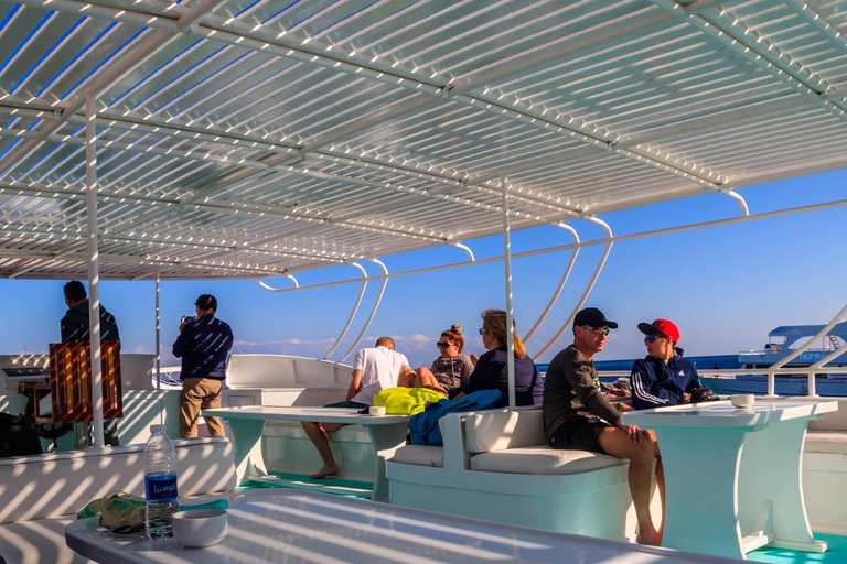 Marsa Alam: Dolphin House Adventure at Shaab Samadai Reef