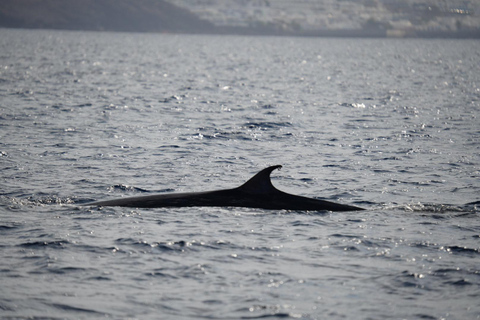 Experiência do pôr do sol em Lanzarote com observação de golfinhos