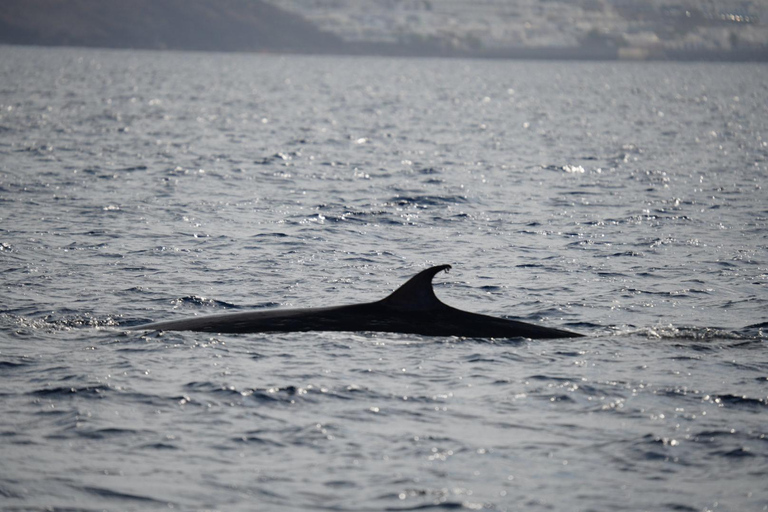 Expérience de coucher de soleil à Lanzarote avec observation des dauphins