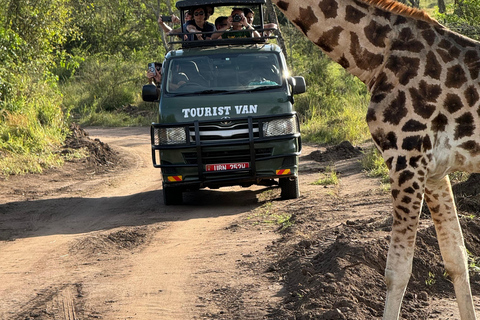 Uganda: 7-tägige Big Five-, Gorilla- und Schimpansen-Safari