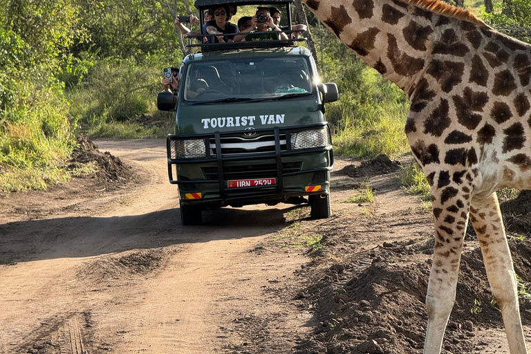 Uganda: 7-tägige Big Five-, Gorilla- und Schimpansen-Safari