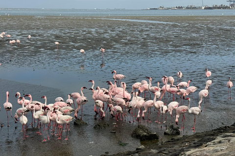 Walvis Bay: Seal Kayaking Adventure with Brunch