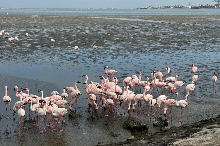 Walvis Bay: Seal Kayaking Adventure with Brunch