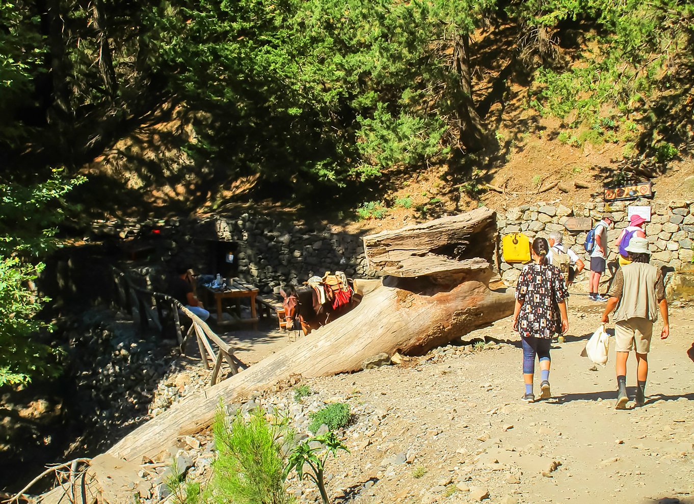 Fra Chania: Heldagsudflugt i Samaria-kløften med guide