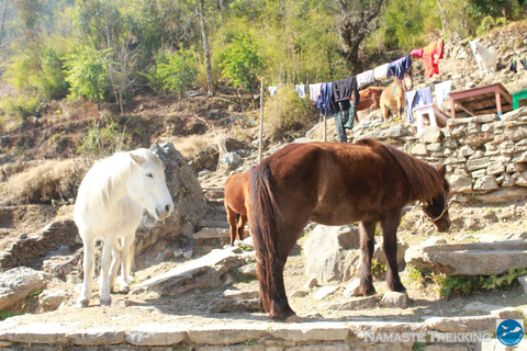 From Pokhara: 2-Day Short Poon Hill Trek