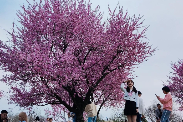 中国上海春节游：本地人带团体验当地特色
