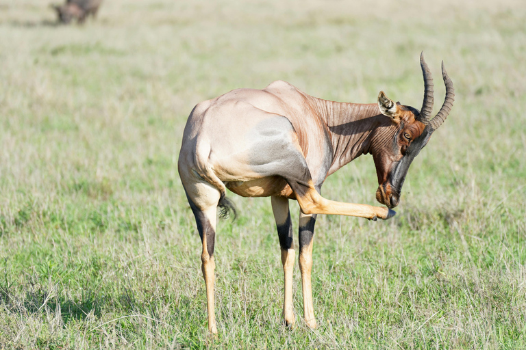 Zanzibar : Safari de 2 jours dans le parc national de Mikumi avec vols