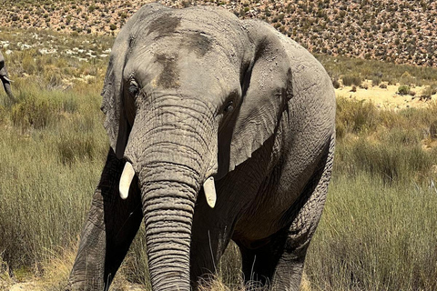 Cape Town Big 5 afternoon safari with lunch and transport