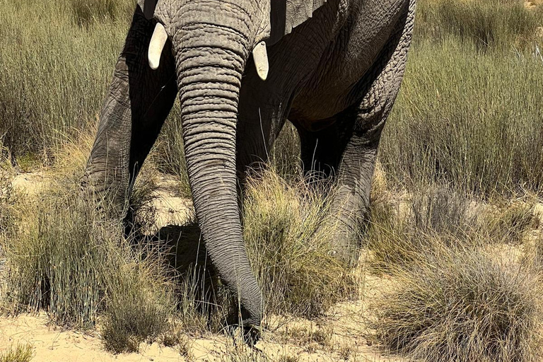 Cape Town Big 5 afternoon safari with lunch and transport