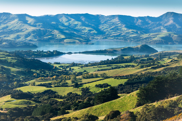 Christchurch: Akaroa & Alpaca Farm Tour with Lunch