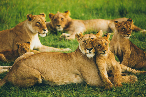 Nairobi: National Park, Karen Blixen & Kazuri Beads Factory