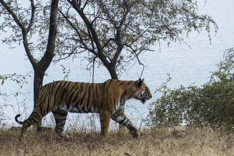 Van Ranthambore: Officiële tijgersafari in Canter met gidsTijgersafari alleen voor Indiase staatsburgers