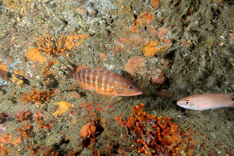 Albufeira: inmersión doble en el océano para buceadores certificadosAlbufeira: Buceo doble en el océano para buceadores certificados