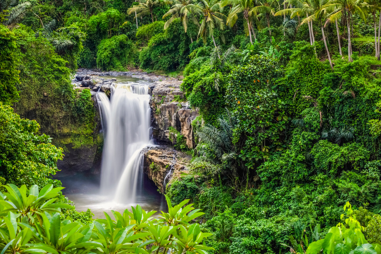 Ubud: Privat rundtur i vattenfall, risterrasser och apskogPrivat tur av Ubud med lunch