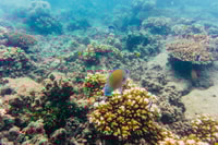 Da Cairns, Cruise di Green Island Intell-Day - Housity