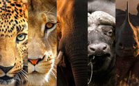 9 Tage Best of Uganda Safari mit Gorillas - Hizvo