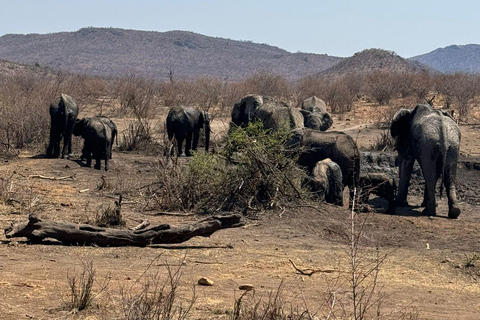 5 jours et 4 nuits de safari à Madikwe et Pilanersbeg