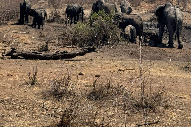 5 dias 4 noites de tour noturno de safari em Madikwe e Pilanersbeg