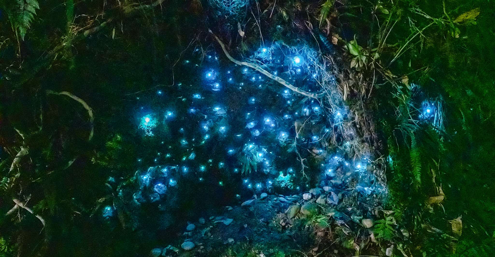 Waitomo, Glowworm Caves Guided Tour by Boat - Housity