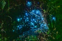 Waitomo, Glowworm Caves Guided Tour by Boat - Housity
