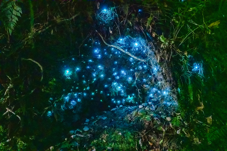 Waitomo: Jaskinie Glowworm Wycieczka z przewodnikiem łodziąWaitomo: rejs z przewodnikiem po jaskiniach Waitomo Glowworm