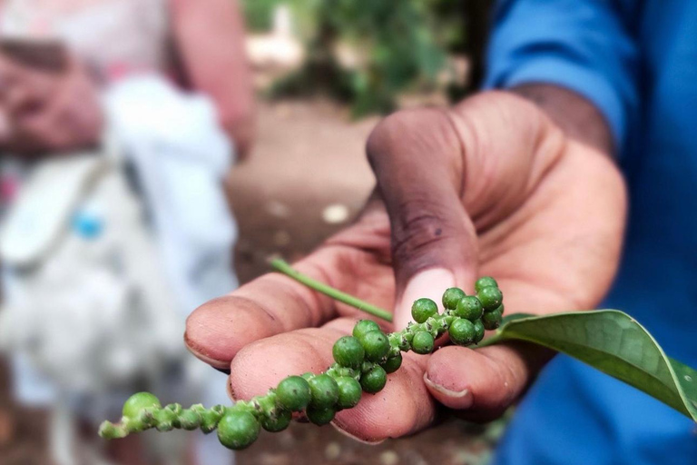 Zanzibar: Jozani-skogen, kryddgård, privat tur i Stenstaden