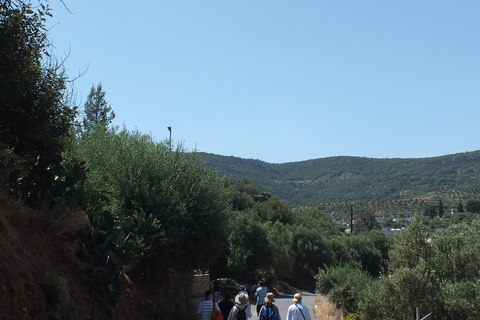 Creta: Experiência no trilho das oliveiras com prova e aula de culinária