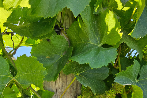 Tour del vino della McLaren Vale e del centro storico di Hahndorf