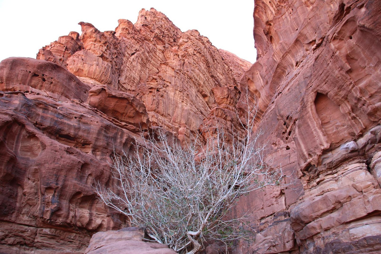 Wadi Rum: Full-day Jeep tour lunch and sunset Wadi Rum: 4x4 Desert Tour with Bedouin Lunch & Tea