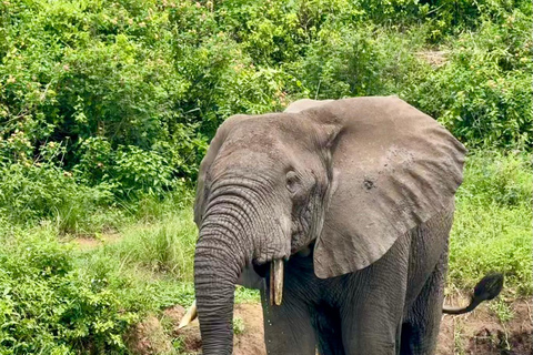 Queen Elizabeth National Park 3-Day Safari with Boat Cruise