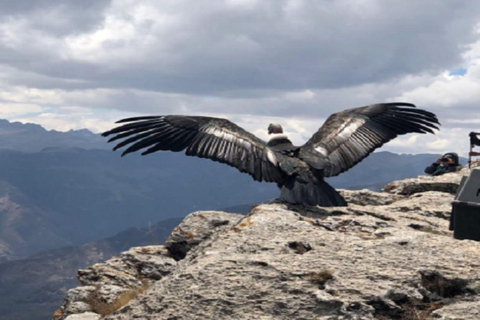 From Cusco: Cusco Machu Picchu Luxury Tour
