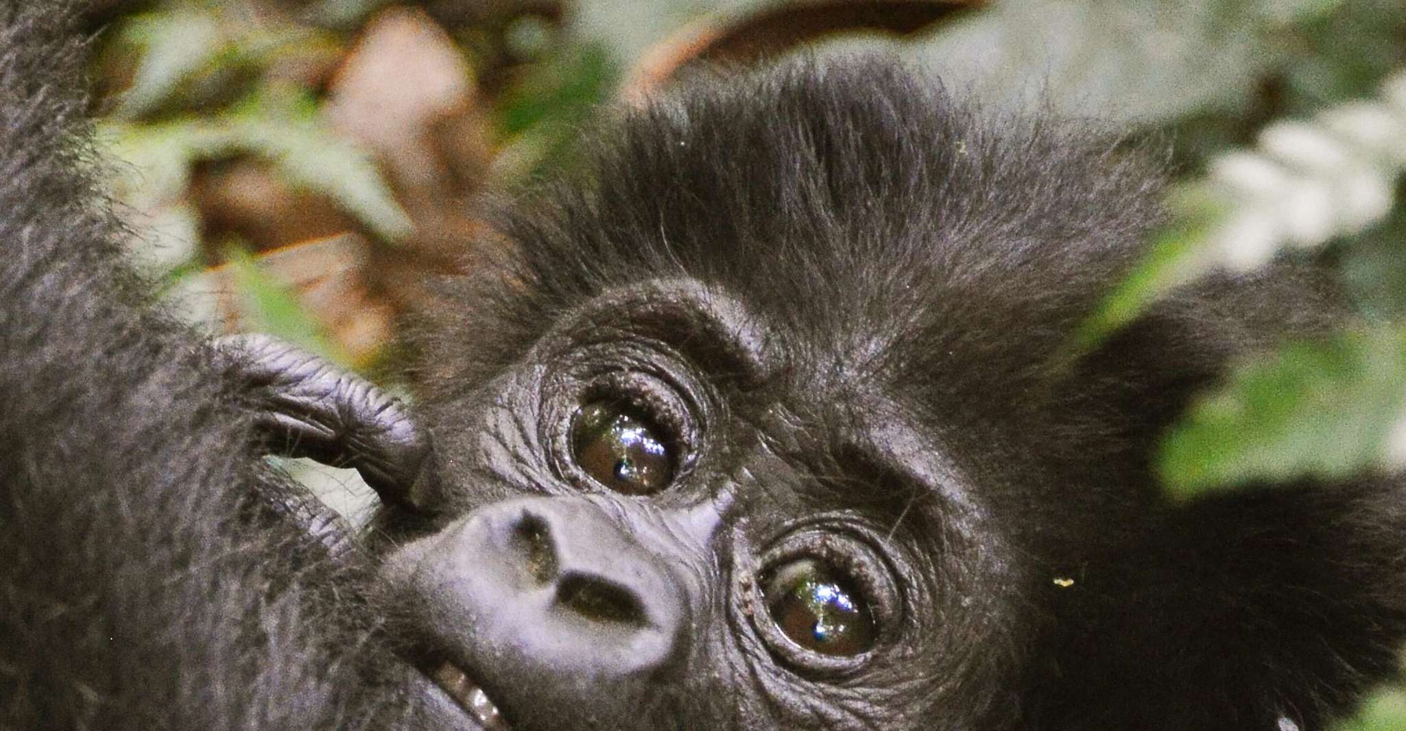 3 giorni di gorilla trekking in uganda - Housity