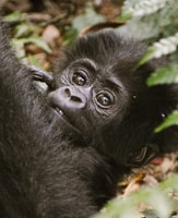 3 Days Gorilla Trekking in Uganda - Housity