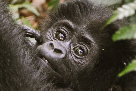 Excursión de 3 días a los gorilas en Uganda