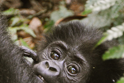 3 jours de randonnée dans les gorilles en Ouganda